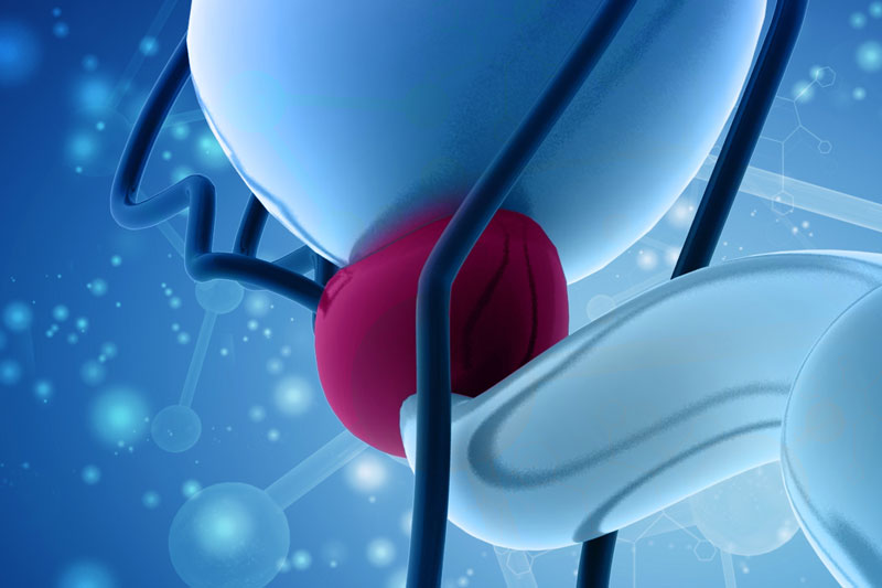 Prostate gland and bladder